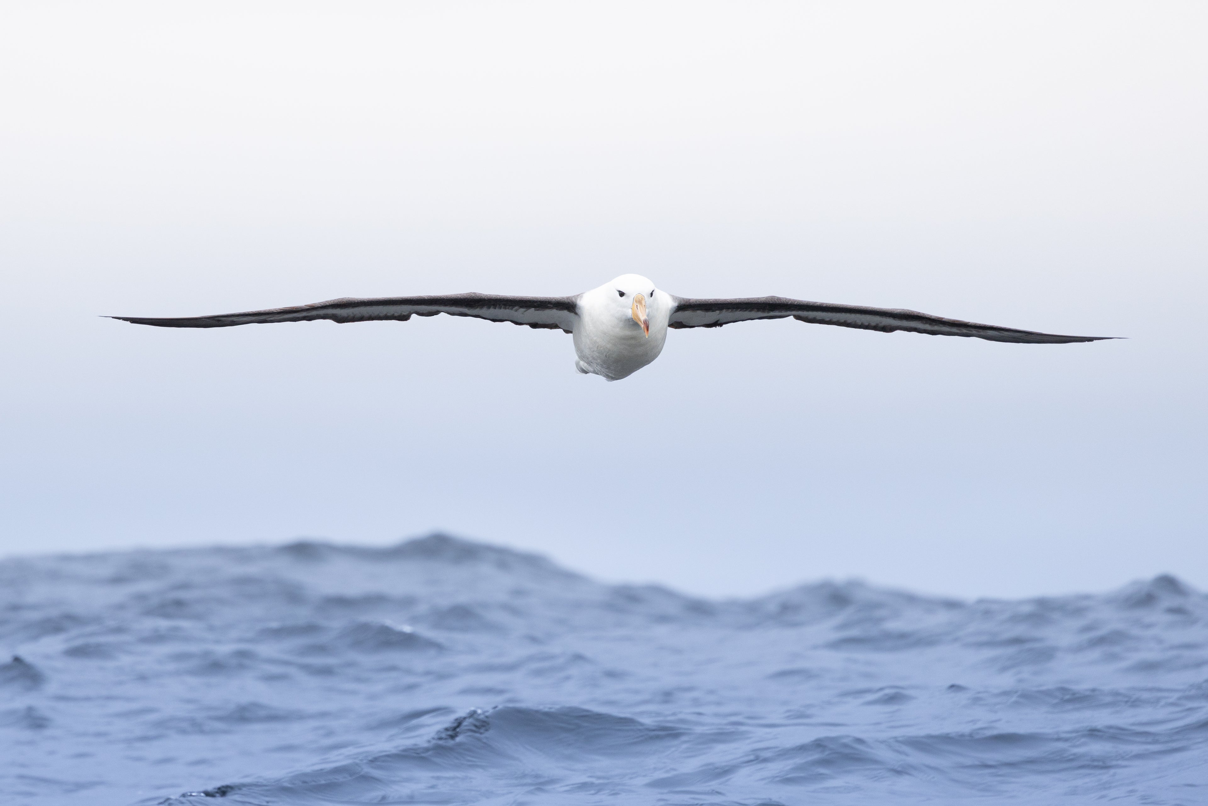 Albatros de ceja negra en vuelo