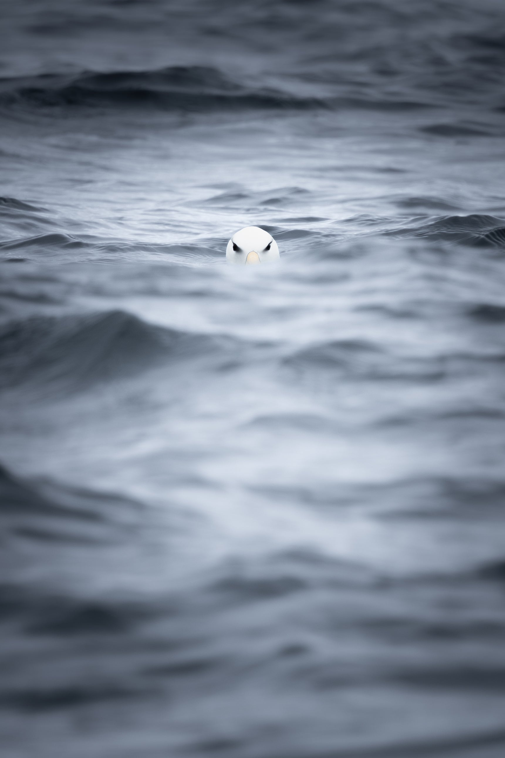 Albatros de ceja negra