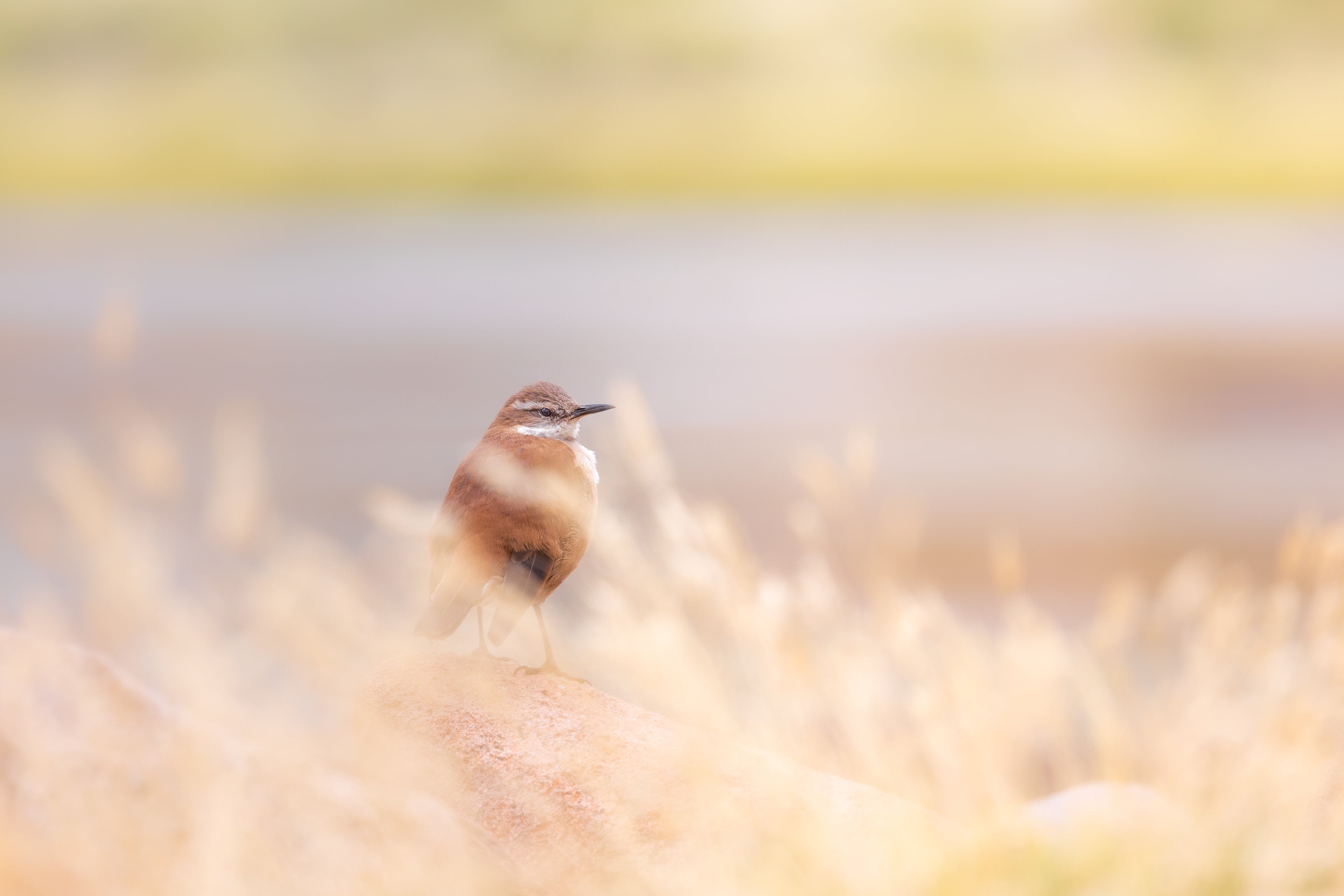 Churrete de alas blancas