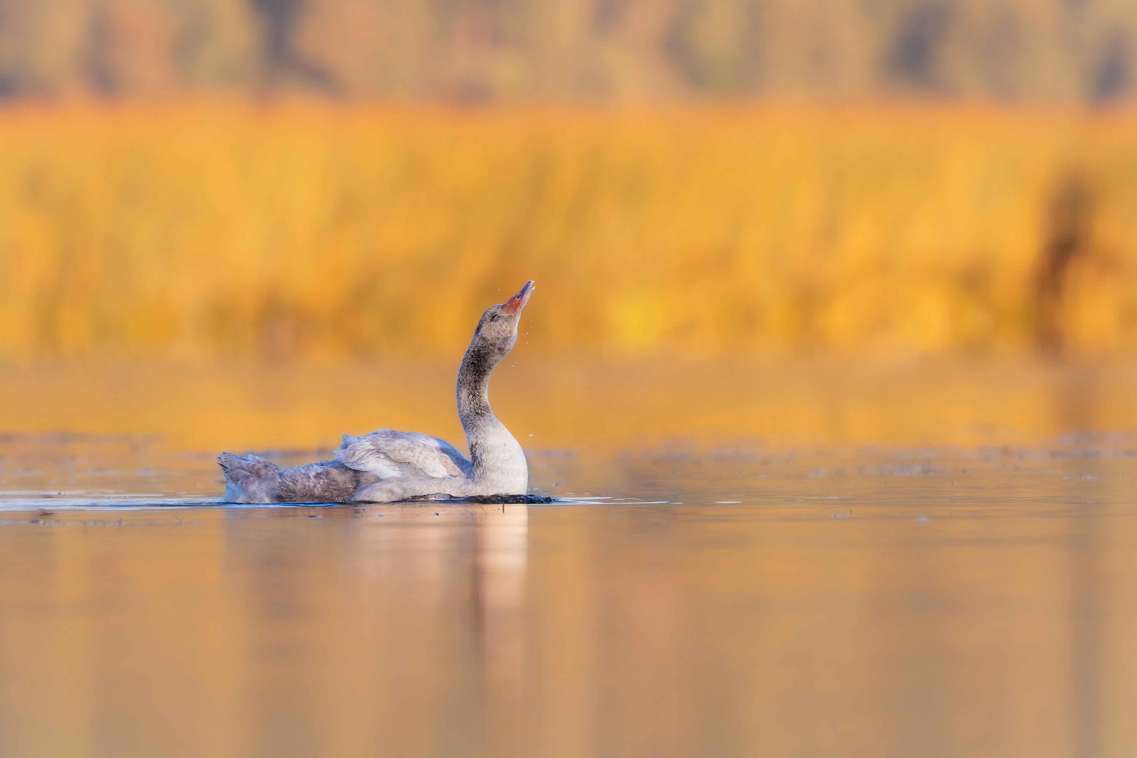 Cisne de cuello negro