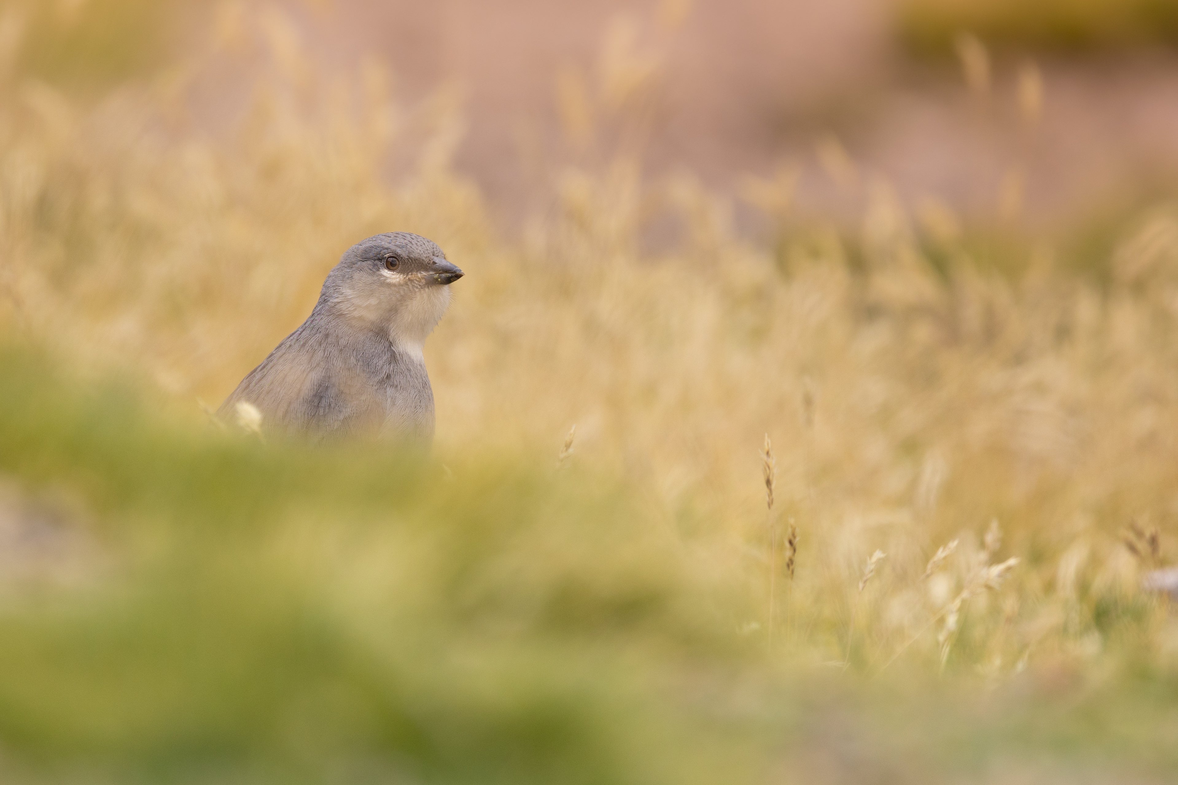 Diuca de alas blancas