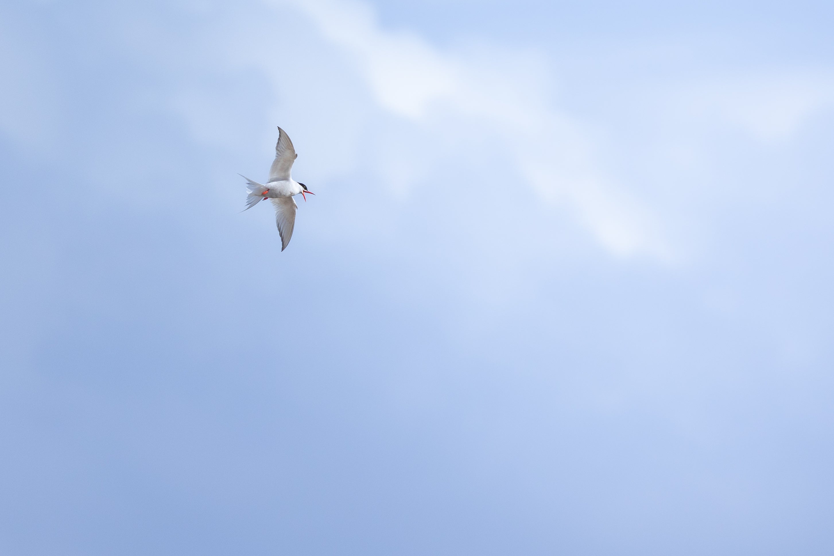 Gaviotín sudamericano