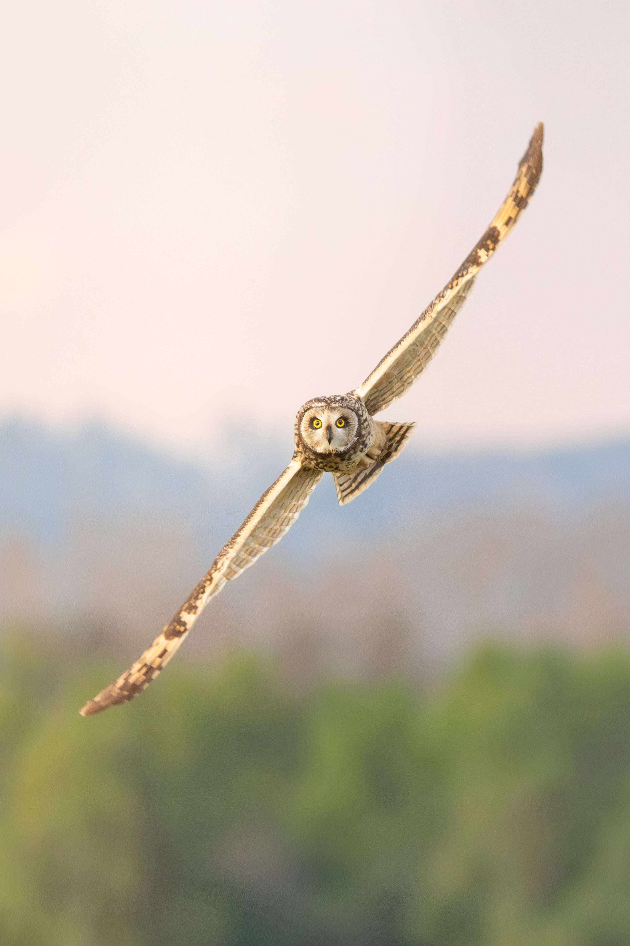 Nuco en vuelo vertical