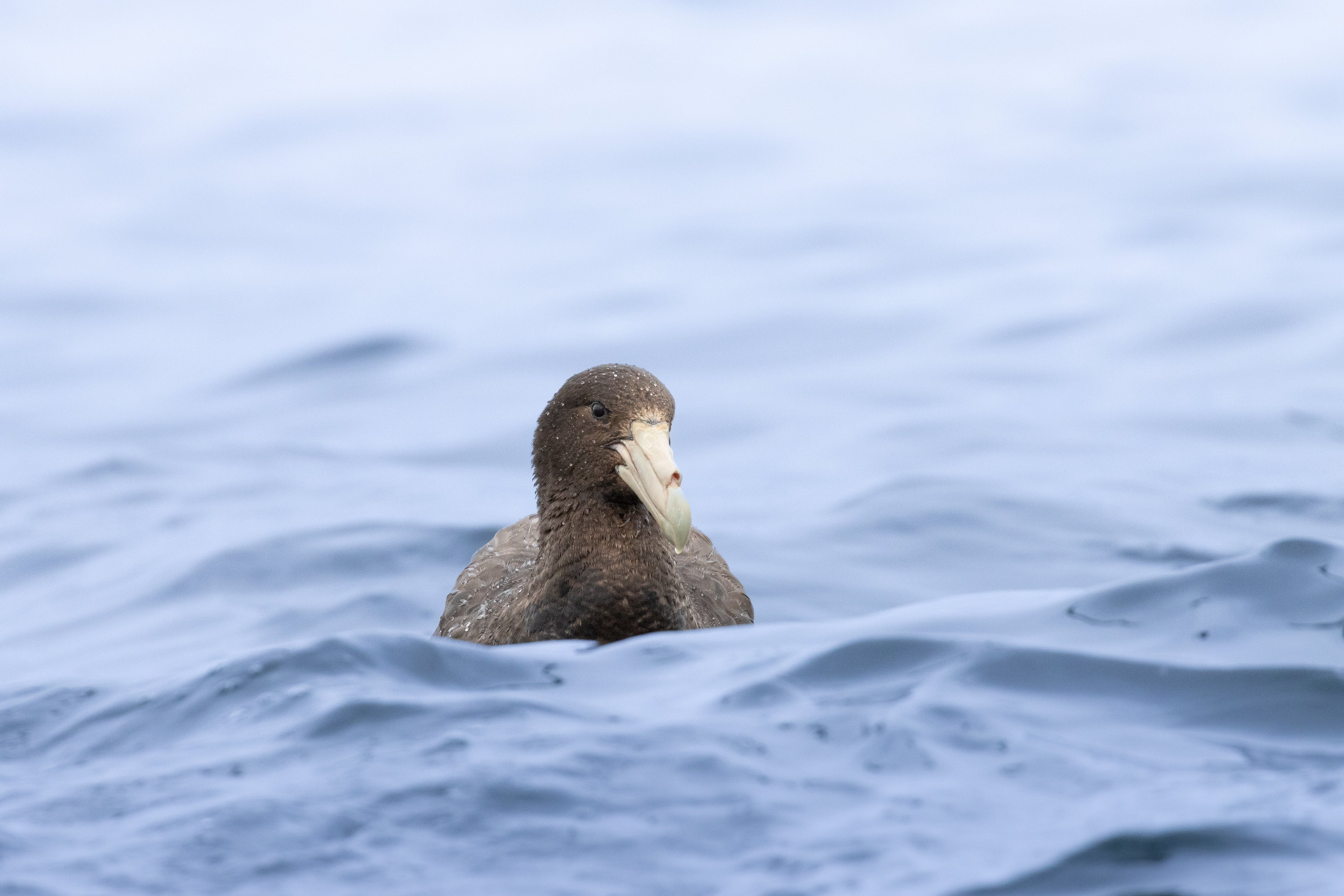Petrel gigante antártico
